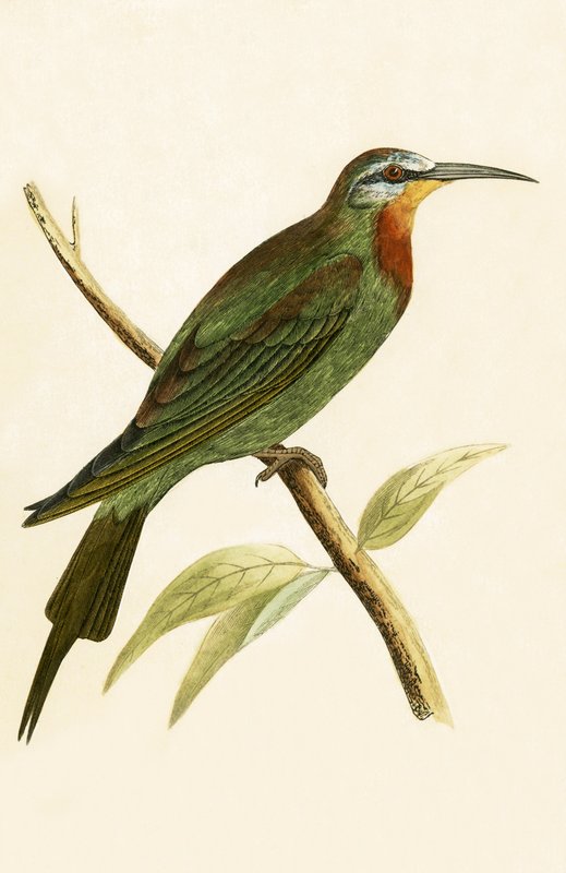 Blue Cheeked Bee Eater, ilustracja z „Historii ptaków Europy nieobserwowanej na wyspach brytyjskich” Charlesa Roberta Bree (1811-1886), opublikowana w 1867 r. autorstwa English School
