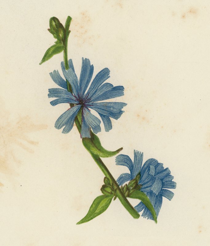 Blue Succory, Cichorium Intybus (kolorowa litografia) autorstwa English School