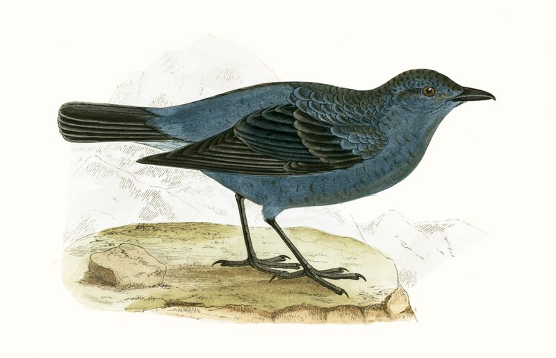 Blue Thrush, ilustracja z „Historii ptaków Europy, której nie obserwuje się na wyspach brytyjskich” Charlesa Roberta Bree (1811-1886), opublikowana w 1867 r. autorstwa English School
