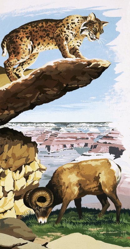 Bobcat i owce Bighorn w Parku Narodowym Wielkiego Kanionu autorstwa English School