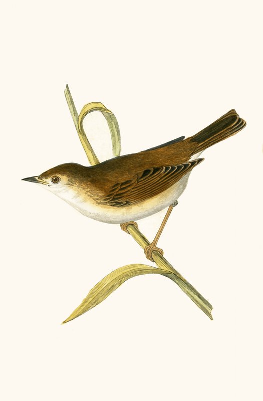 Trzcinniczek, ilustracja z "A History of the Birds of Europe Not Observed in the British Isles" autorstwa Charlesa Roberta Bree (1811-86), opublikowana w 1867 r. autorstwa English School