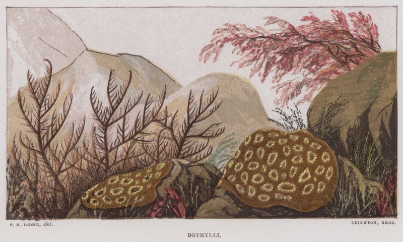 Botrylli (litografia kolorowa) autorstwa English School
