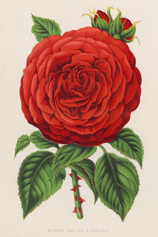 Bourbon Rose, Rev H Dombrain (kolor lito) autorstwa English School