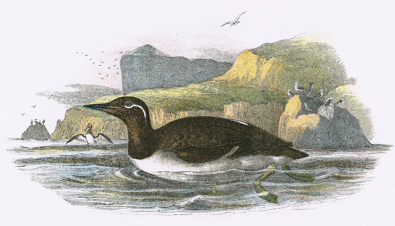 Okiełznany Guillemot autorstwa English School