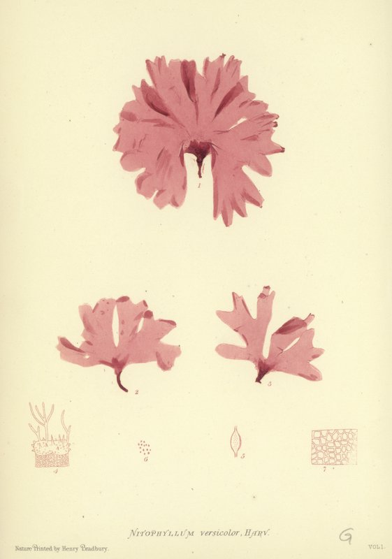 Brytyjskie wodorosty (z nadrukiem natury) autorstwa English School