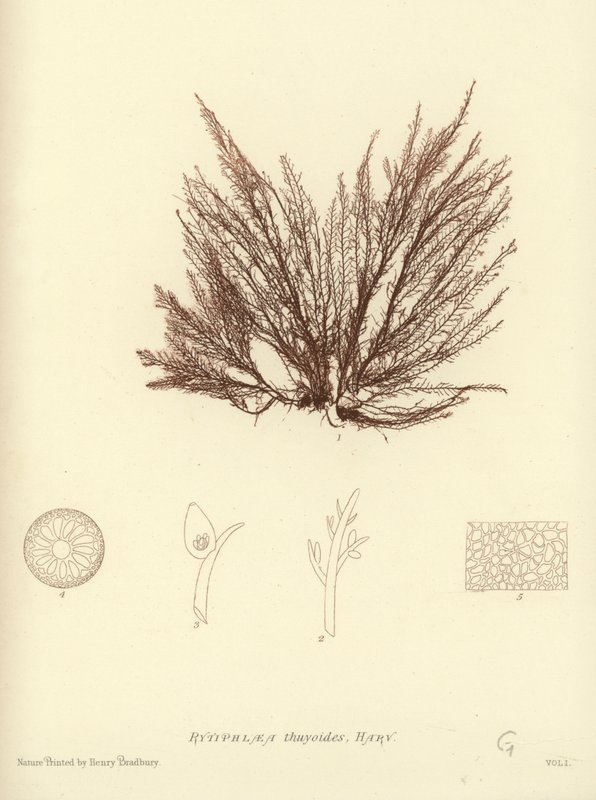 Brytyjskie wodorosty (z nadrukiem natury) autorstwa English School