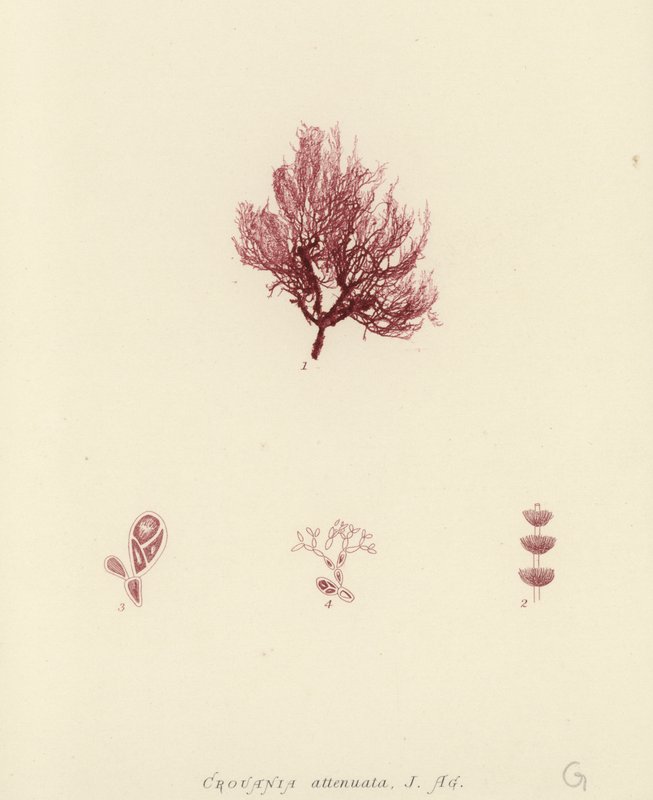 Brytyjskie wodorosty morskie (wydrukowano z natury) autorstwa English School