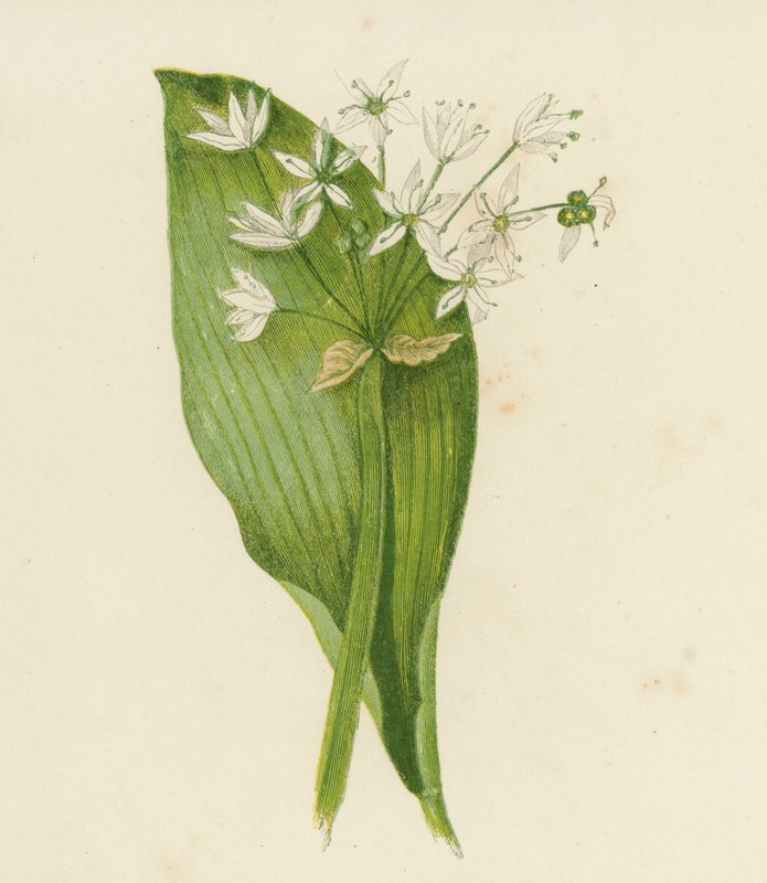 Czosnek szerokolistny; lub, Ransoms, Allium Ursinum (kolorowa litografia) autorstwa English School