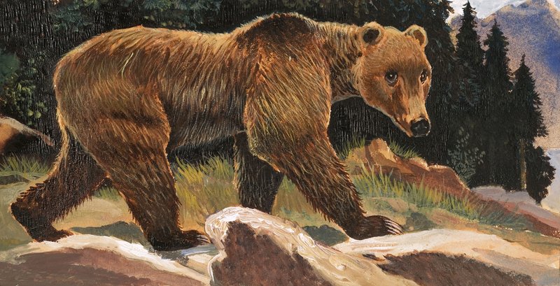 Niedźwiedź brunatny (Niedźwiedź Kodiak) autorstwa English School