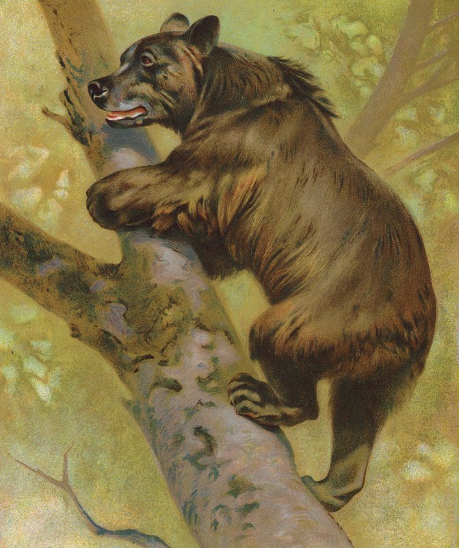Niedźwiedź brunatny (kolorowa litografia) autorstwa English School