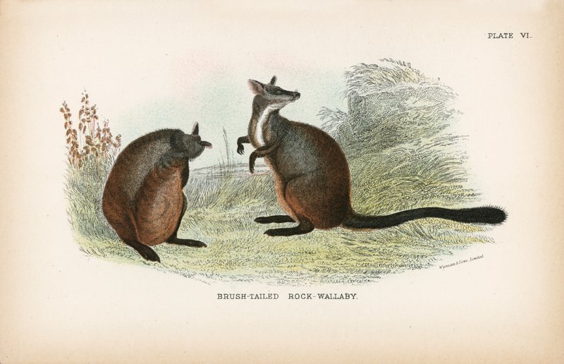 Wallaby z pędzelkowatymi ogonami autorstwa English School