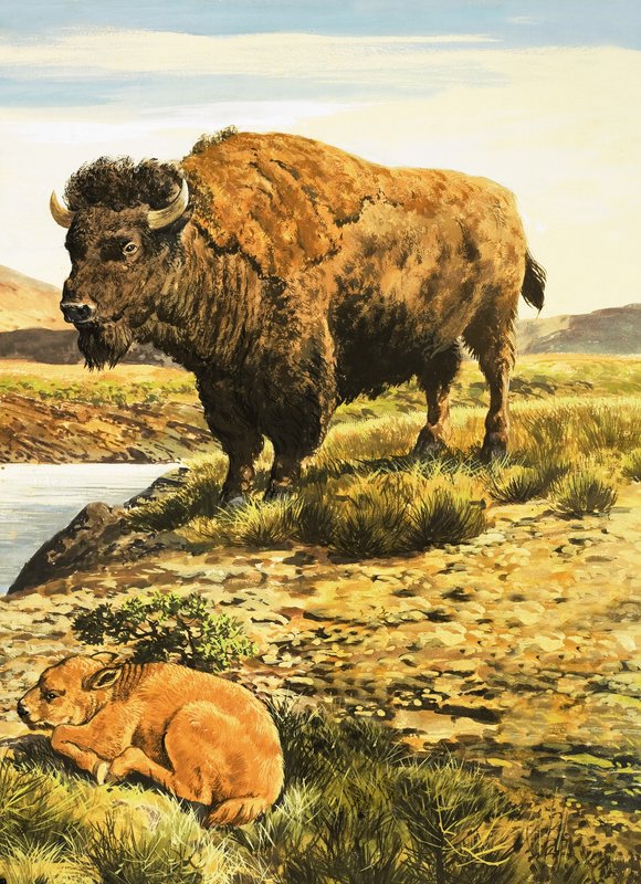 Buffalo autorstwa English School
