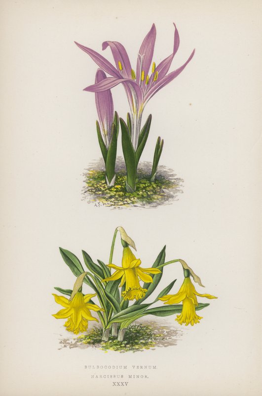 Bulbocodium Vernum; Narcissus Minor (litografia barwna) autorstwa English School