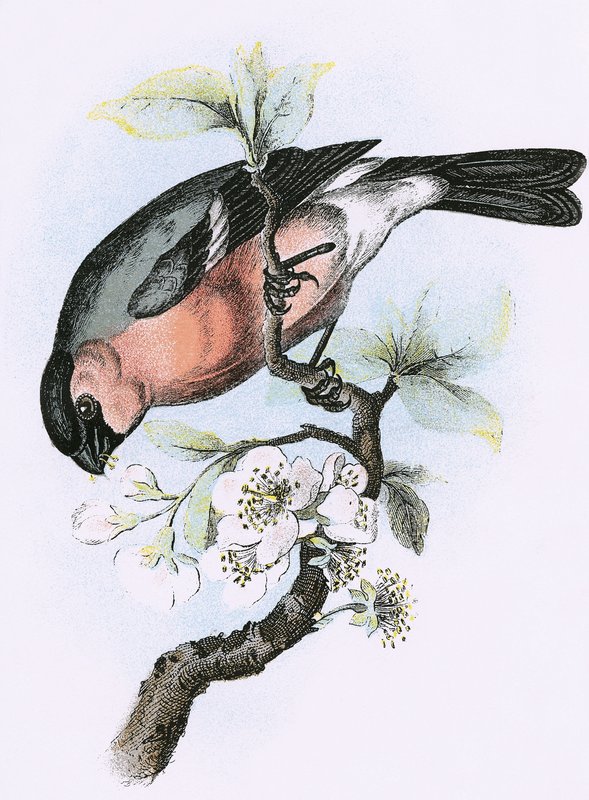 Bullfinch autorstwa English School