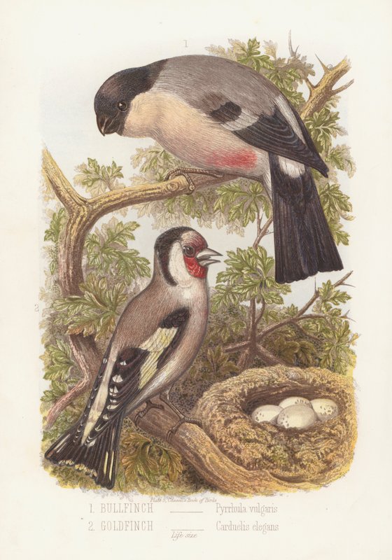 Gil zwyczajny, Pyrrhula vulgaris i szczygieł, Carduelis Elegans (kolor lito) autorstwa English School