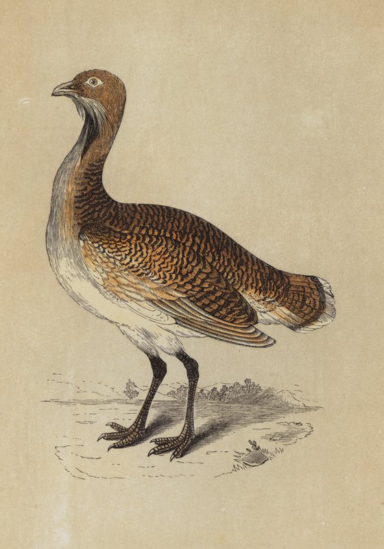 Bustard (kolorowa litografia) autorstwa English School