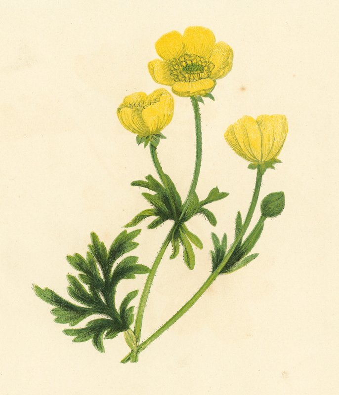 Jaskier, Ranunculus Bulbosus (litografia kolorowa) autorstwa English School