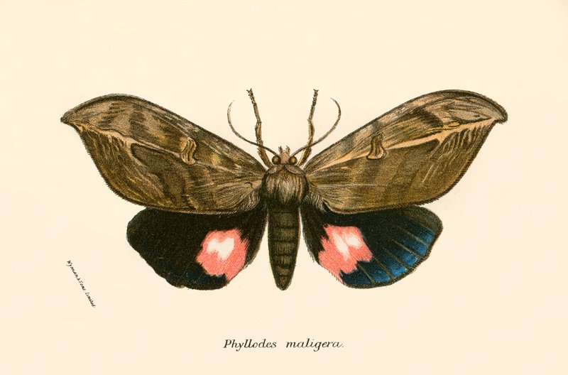 Motyle autorstwa English School