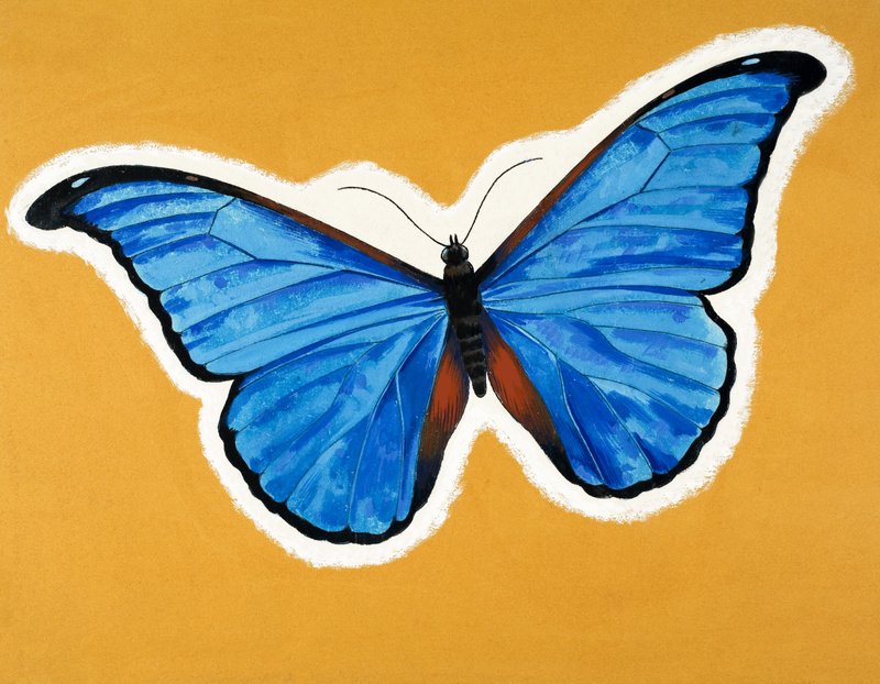 Motyl autorstwa English School