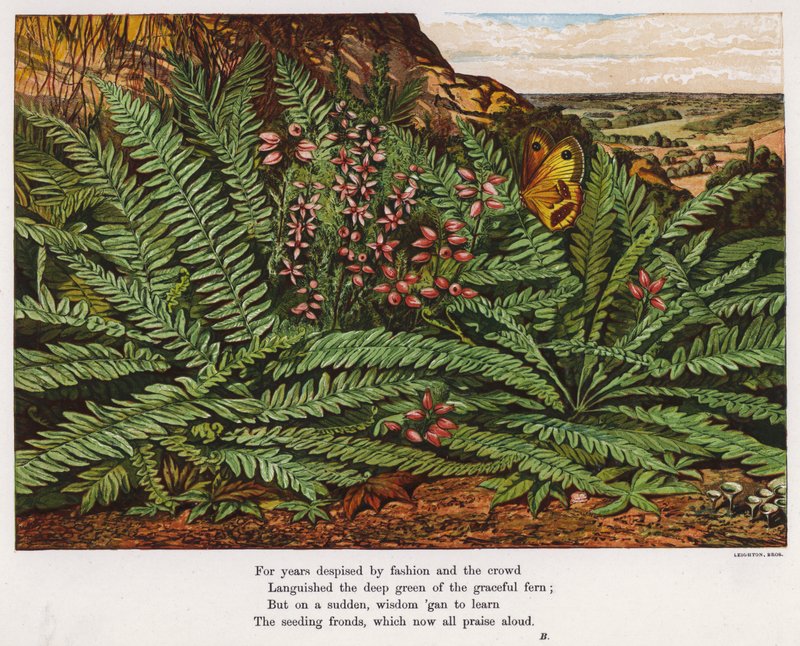 Motyl i paprocie (kolorowy grawerunek) autorstwa English School