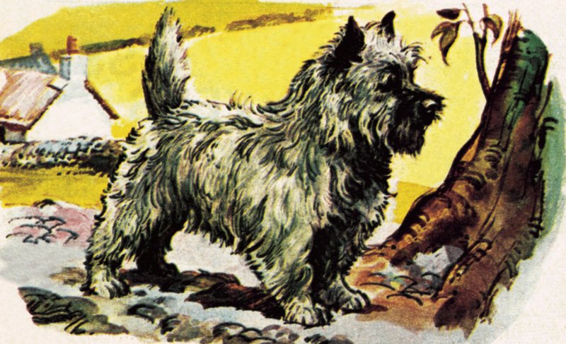 Cairn Terrier autorstwa English School