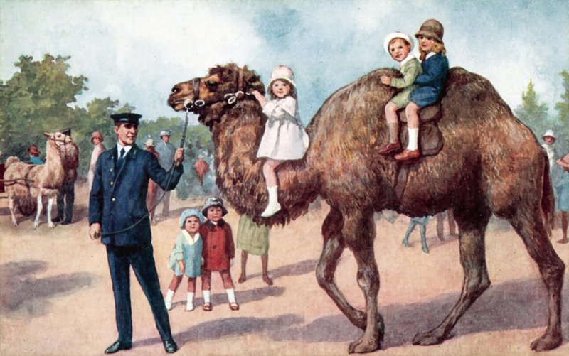 Wielbłąd niosący dzieci, londyńskie zoo (kolor lito) autorstwa English School