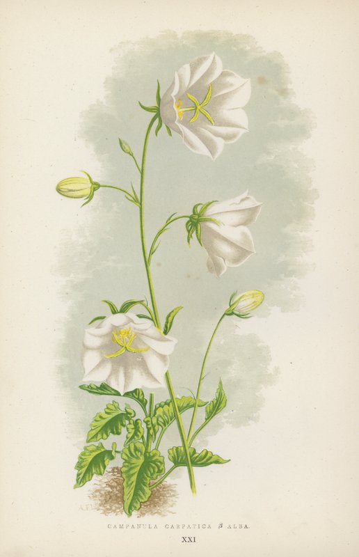 Campanula Carpatica B Alba (kolor lito) autorstwa English School