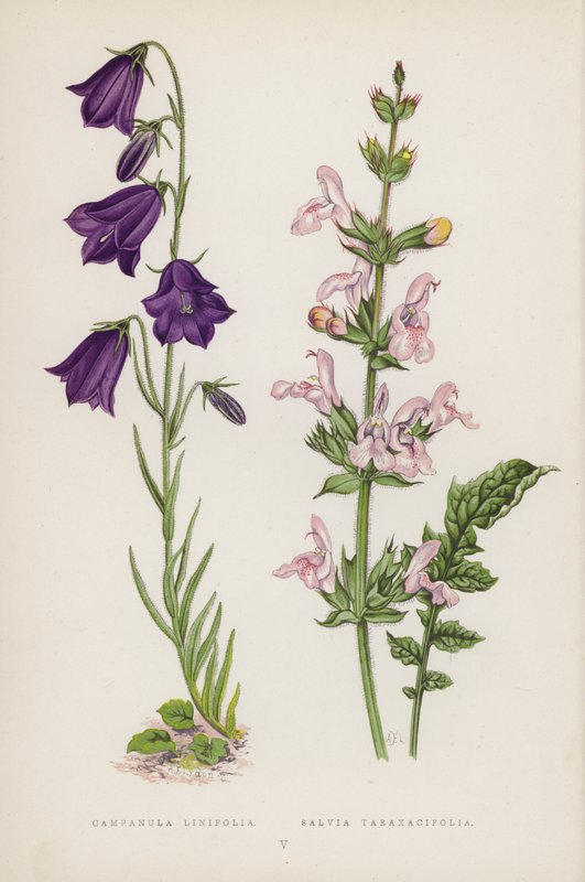 Campanula Linifolia; Salvia Taraxacifolia (kolor lito) autorstwa English School
