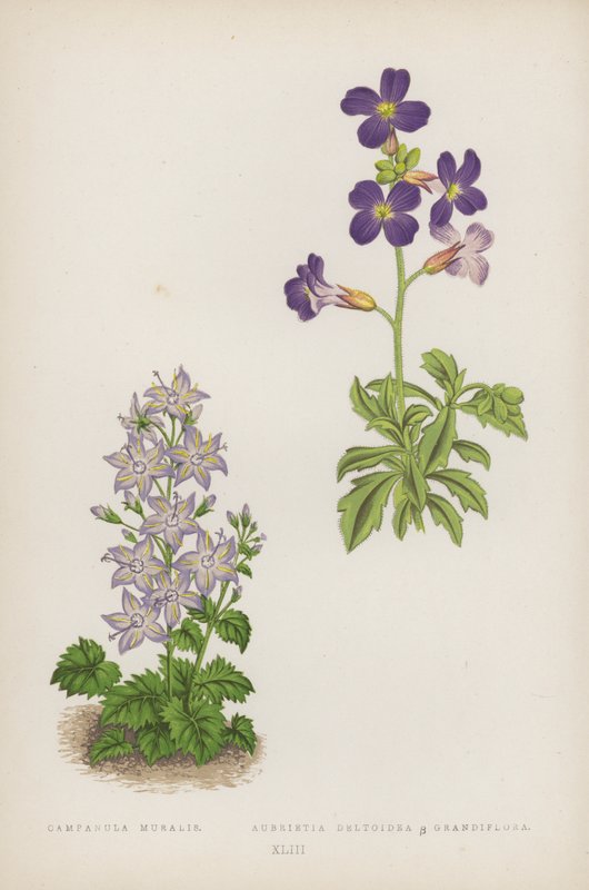 Dzwonek Muralisa; Aubrietia Deltoidea B Grandiflora (kolor lito) autorstwa English School