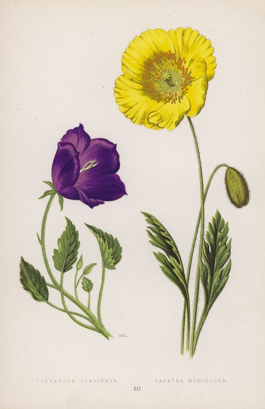 Campanula Turbinata; Papaver Nudicaule (kolor lito) autorstwa English School