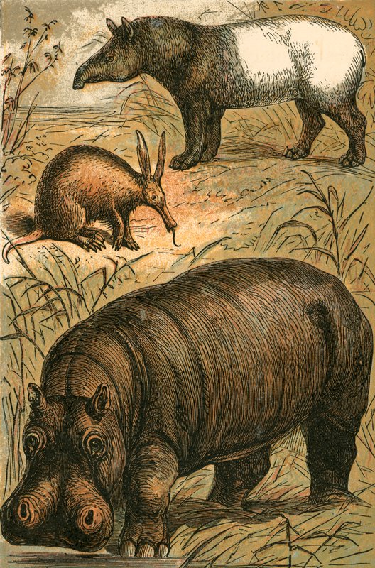 Mrówkojad, tapir malajski i hipopotam autorstwa English School