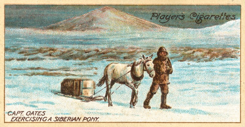 Kapitan Oates Ćwiczący na kucyku syberyjskim (chromolitho) autorstwa English School