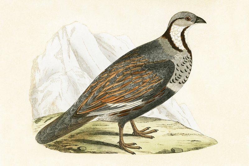 Kaukaska Kuropatwa Śnieżna, ilustracja z „Historii ptaków Europy nieobserwowanej na wyspach brytyjskich” Charlesa Roberta Bree (1811-86), opublikowana w 1867 r. autorstwa English School