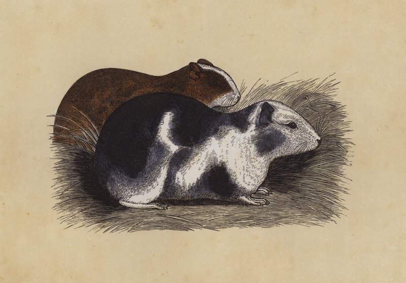 Cavy (kolorowa litografia) autorstwa English School