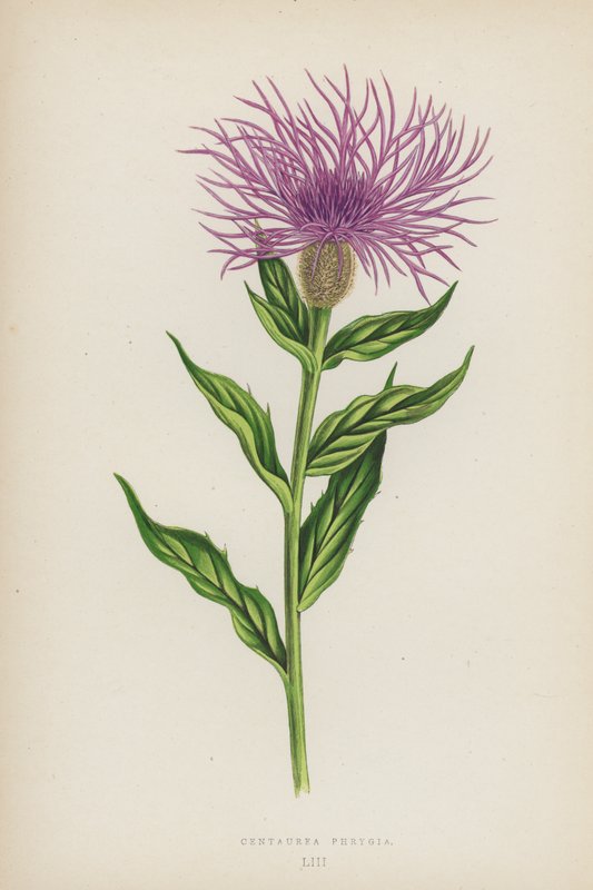 Centaurea Phrygia (kolorowa litografia) autorstwa English School