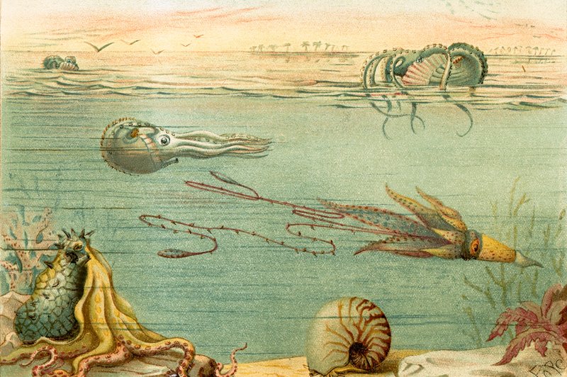 Cephalopoda autorstwa English School