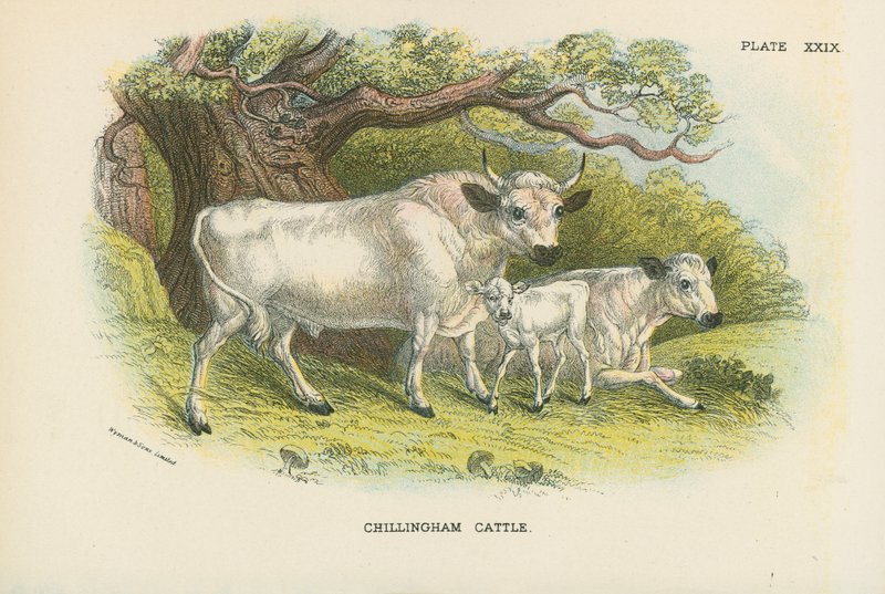 Bydło Chillingham autorstwa English School