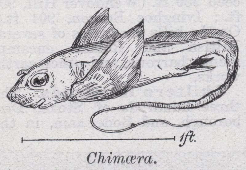 Chimera (członkowie) autorstwa English School