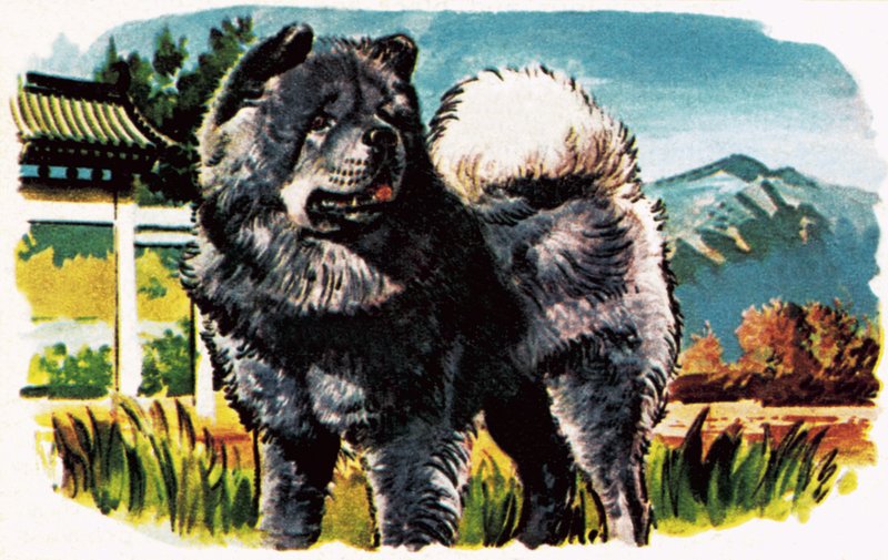 Chow-Chow autorstwa English School