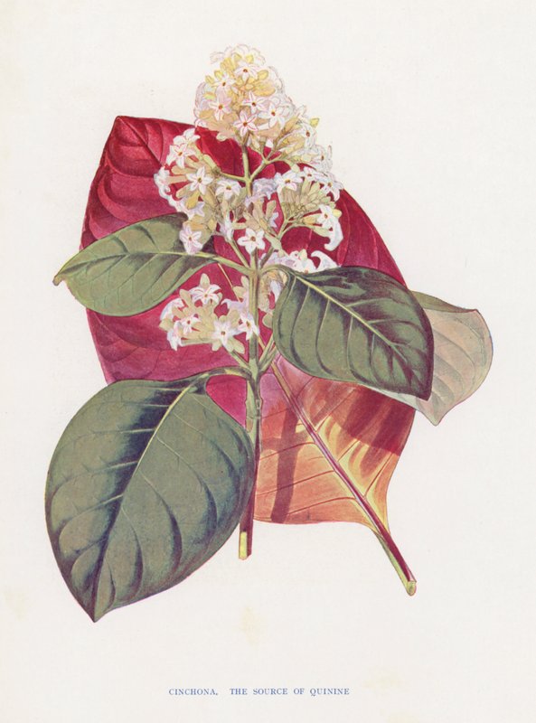 Cinchona (kolorowa litografia) autorstwa English School