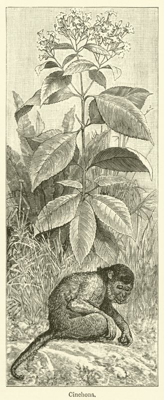 Cinchona (grawerunek) autorstwa English School