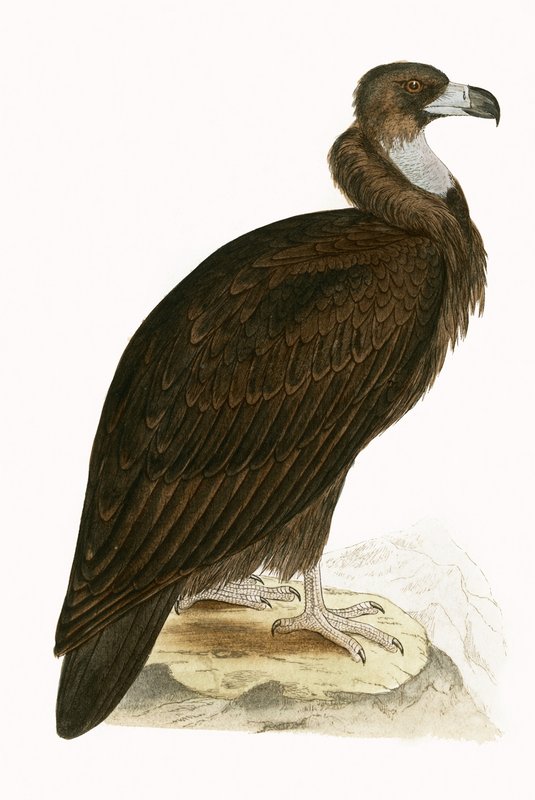 Cinereous Vulture, ilustracja z „Historii ptaków Europy nieobserwowanych na wyspach brytyjskich” Charlesa Roberta Bree (1811-86), opublikowana w 1867 (kolor lito) autorstwa English School