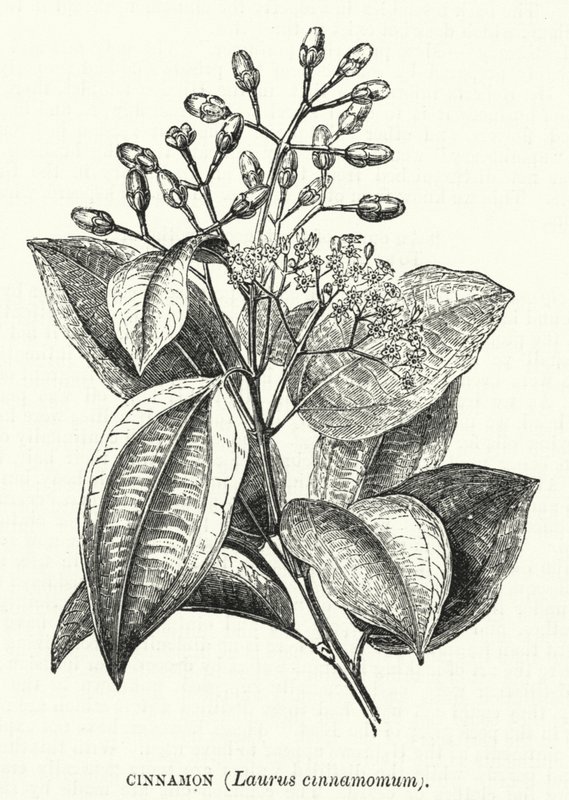 Cynamon, Laurus cinnamomum (grawerowanie) autorstwa English School