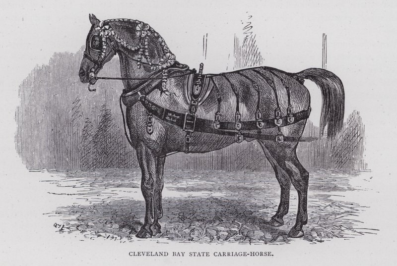 Cleveland Bay State Carriage-Horse (grawerowanie) autorstwa English School