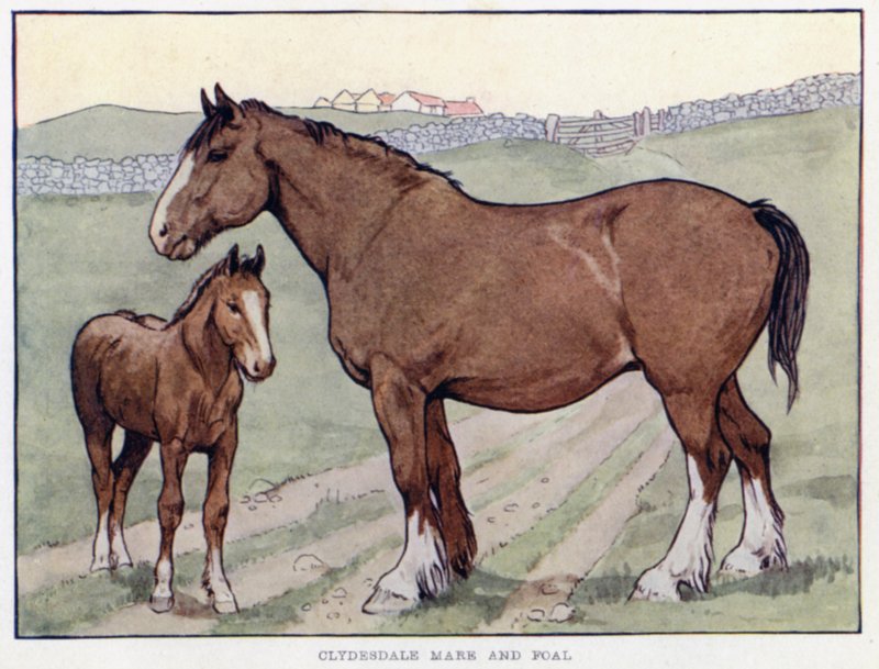Klacz Clydesdale i źrebię autorstwa English School