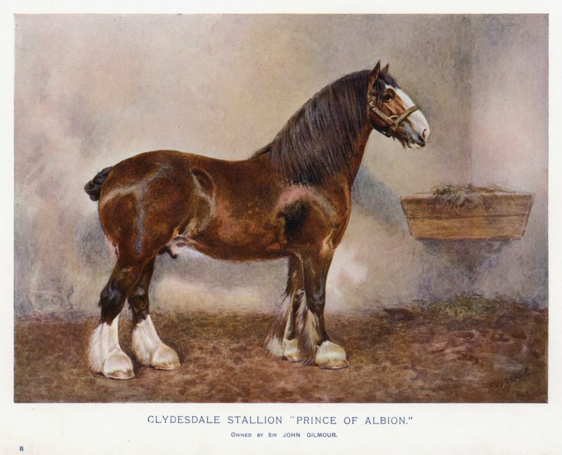 Ogier Clydesdale „Książę Albionu” autorstwa English School