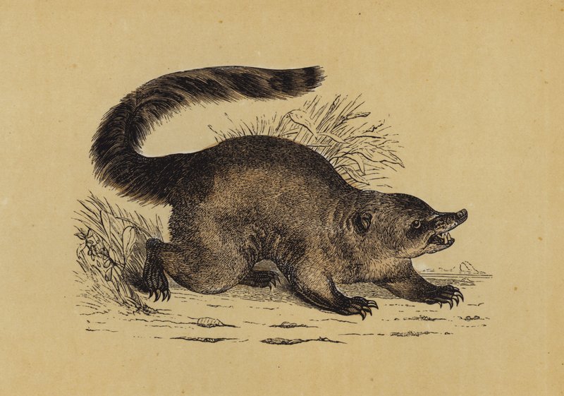 Coati (litografia kolorowa) autorstwa English School