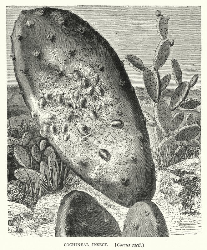Owad koszenila, kaktusy Coccus (grawerowanie) autorstwa English School