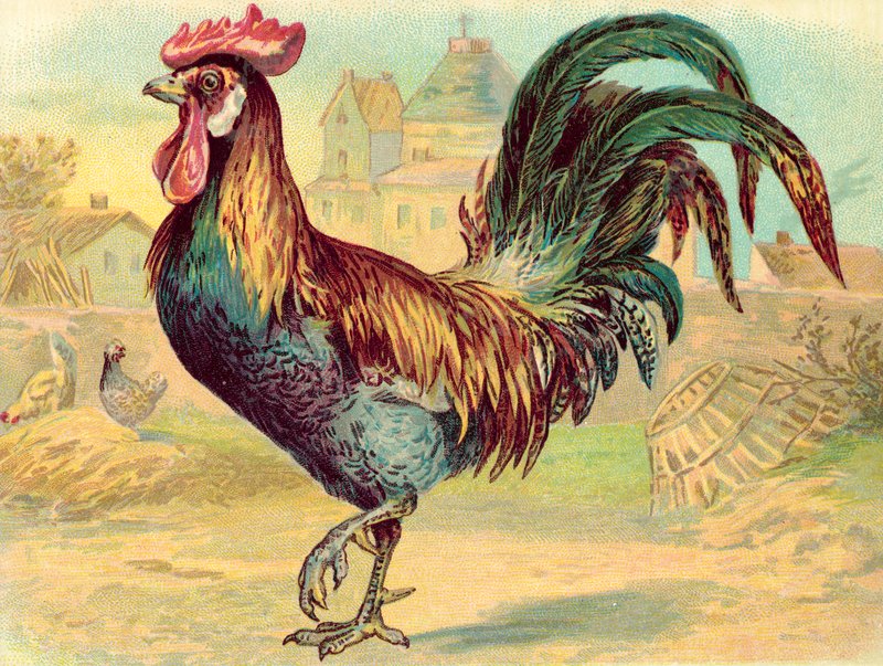 Cockerell (chromolitho) autorstwa English School