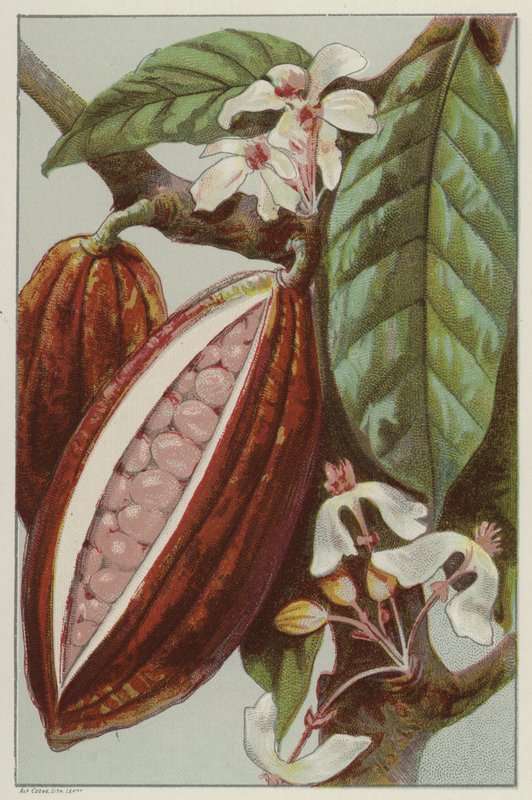 Kwiaty i strąki kakaowe, widoczne wewnątrz strąka (chromolitho) autorstwa English School